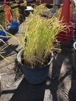 aaa